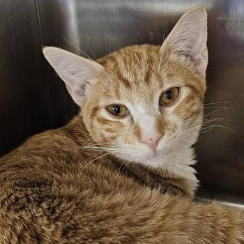 Domestic Short Hair Cats Available for Adoption - Jeffery | PetCurious