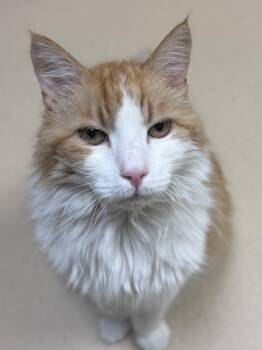 Domestic Long Hair Cats Available for Adoption - Mew Mew | PetCurious