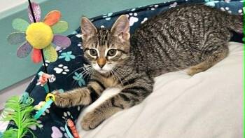 Astrid -  Domestic Short Hair Cat for Adoption in South Bend, Indiana - Astrid | PetCurious