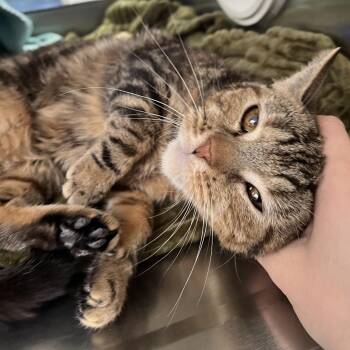 Domestic Short Hair Cats Available for Adoption - Glenda | PetCurious