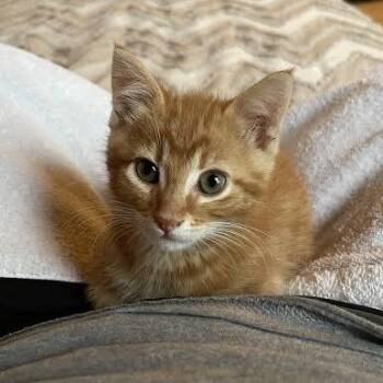 Pauly D -  Domestic Short Hair Cat for Adoption in Belleville, Illinois - Pauly D | PetCurious