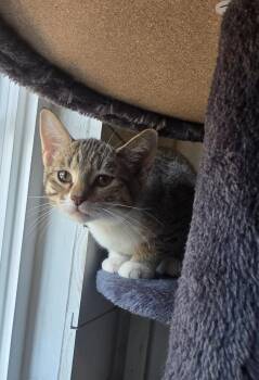 Olive (Pickles 2) -  Domestic Short Hair Cat for Adoption in Miami, Oklahoma - Olive (Pickles 2) | PetCurious