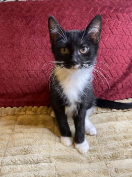 Rescue Tuxedo Cats for Adoption in Cuyahoga Falls, Ohio - Nyxie | PetCurious