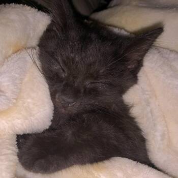 Cherry Coke -  Domestic Short Hair Cat for Adoption in Royal Oak, Michigan - Cherry Coke | PetCurious