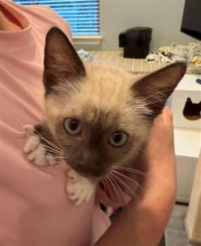 PENNY -  Domestic Short Hair Cat for Adoption in Sacramento, California - PENNY | PetCurious