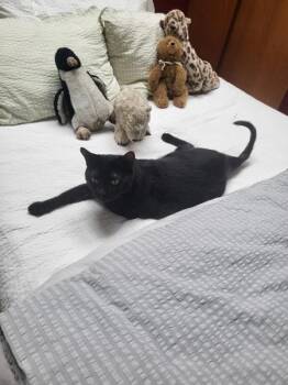 Leonardo -  Domestic Short Hair Cat for Adoption in New York, New York - Leonardo | PetCurious