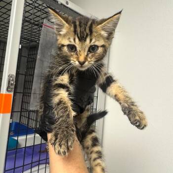 All Season -  Domestic Short Hair Cat for Adoption in Columbiana, Alabama - All Season | PetCurious