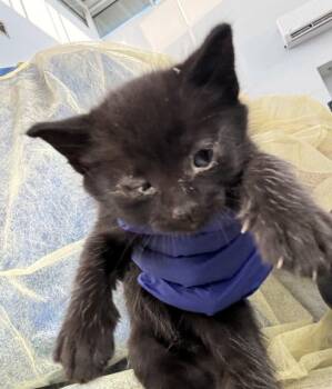 Domestic Short Hair Cats Available for Adoption in Dallas, Texas - TOBY | PetCurious