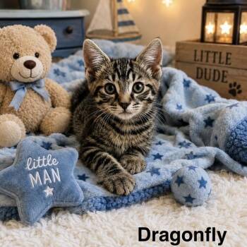 Dragonfly -  Domestic Short Hair Cat for Adoption in Peachtree City, Georgia - Dragonfly | PetCurious