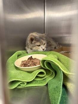 Patricia -  Domestic Short Hair Cat for Adoption in Fallston, Maryland - Patricia | PetCurious