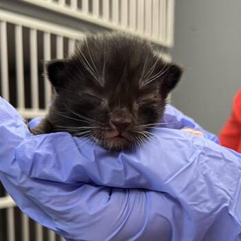 Domestic Short Hair Cats Available for Adoption - Gunner | PetCurious