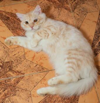 Siberian and American Curl Cats Available for Adoption - Fritzie | PetCurious