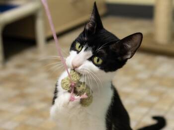 Spring -  Domestic Short Hair and Tuxedo Cat for Adoption in Republic, Washington - Spring | PetCurious