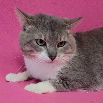 Domestic Short Hair Cats Available for Adoption in Valdosta, Georgia - Augusta | PetCurious