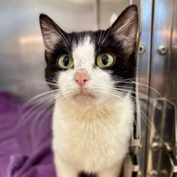 Domestic Short Hair Cats Available for Adoption in Nantucket, Massachusetts - Valkyrie | PetCurious