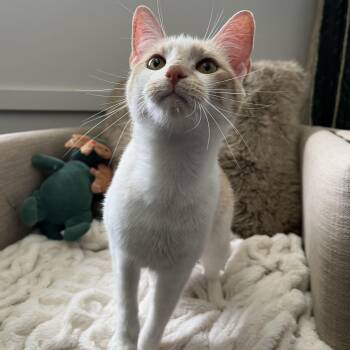 Patio -  Domestic Short Hair Cat for Adoption in Columbus, Ohio - Patio | PetCurious