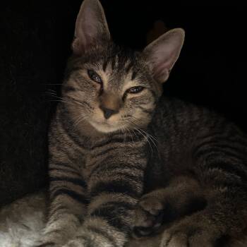 Rescue Domestic Short Hair Cats for Adoption in Cape May, New Jersey - Duke | PetCurious