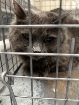 SILVER SURFER -  Domestic Medium Hair Cat for Adoption in Las Vegas, Nevada - SILVER SURFER | PetCurious