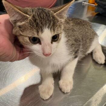 Abe Lincoln -  Domestic Short Hair Cat for Adoption in West Des Moines, Iowa - Abe Lincoln | PetCurious