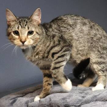 Quiet -  Domestic Short Hair Cat for Adoption in Lakeland, Florida - Quiet | PetCurious