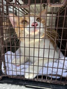 Enchilada De Queso -  Domestic Short Hair Cat for Adoption in Austin, Texas - Enchilada De Queso | PetCurious