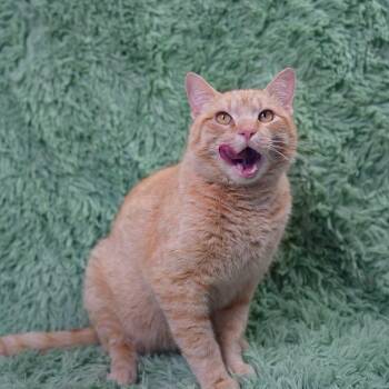 Corn Cob -  Domestic Short Hair Cat for Adoption in Wheaton, Illinois - Corn Cob | PetCurious
