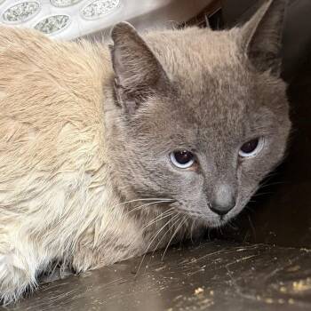 Siamese Cats Available for Adoption in Grand Rapids, Michigan - Mullins - Mighty Mouser | PetCurious
