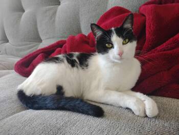 Winnie -  Domestic Short Hair Cat for Adoption in San Luis Obispo, California - Winnie | PetCurious