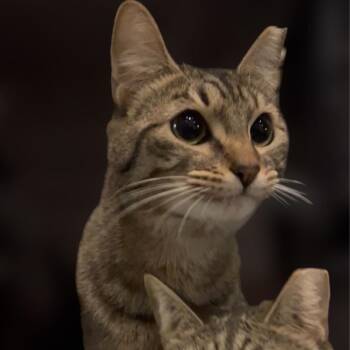 Carlyle -  Domestic Short Hair Cat for Adoption in Los Angeles, California - Carlyle | PetCurious