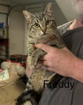 Domestic Short Hair Cats Available for Adoption in White Bluff, Tennessee - Freddy | PetCurious
