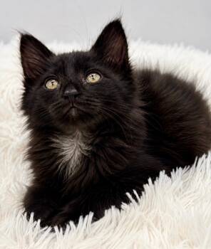 Shiitaki -  Maine Coon Cat for Adoption in Covington, Louisiana - Shiitaki | PetCurious