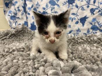 A612069 -  Domestic Medium Hair Cat for Adoption in Modesto, California - A612069 | PetCurious