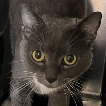 Misty -  Domestic Short Hair Cat for Adoption in Baltimore, Maryland - Misty | PetCurious