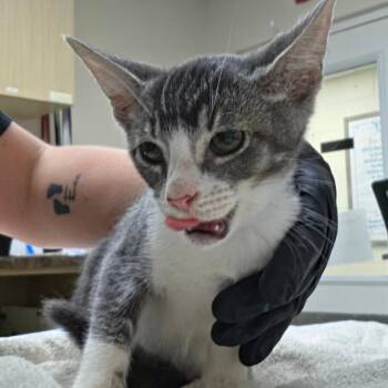 Bucky -  Domestic Short Hair Cat for Adoption in Lakeland, Florida - Bucky | PetCurious