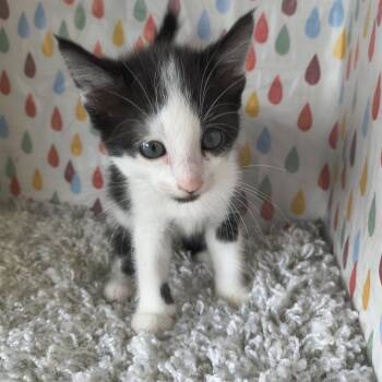 Domestic Short Hair Cats Available for Adoption in Moses Lake, Washington - Dior - Soul | PetCurious