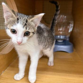 Kylie -  Domestic Short Hair Cat for Adoption in Summerville, South Carolina - Kylie | PetCurious