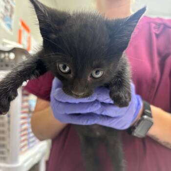 Mind -  Domestic Short Hair Cat for Adoption in Clanton, Alabama - Mind | PetCurious