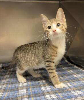 Mallet -  Domestic Short Hair Cat for Adoption in Montville, New Jersey - Mallet | PetCurious