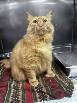 Reba -  Domestic Long Hair Cat for Adoption in Clayton, New Jersey - Reba | PetCurious