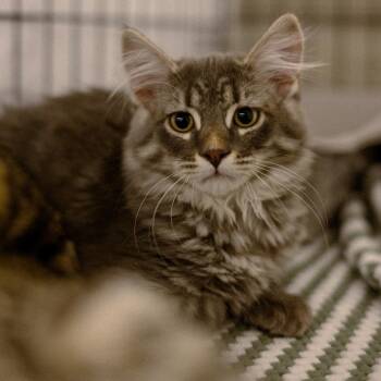 Kingston -  Domestic Medium Hair Cat for Adoption in Vallejo, California - Kingston | PetCurious
