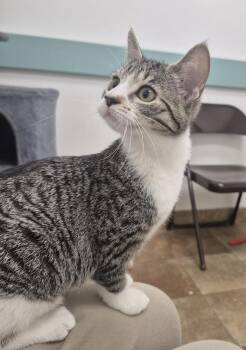 Goose -  Domestic Short Hair Cat for Adoption in South Bend, Indiana - Goose | PetCurious