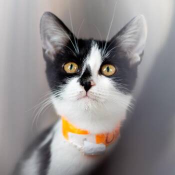 Oreo -  Domestic Short Hair Cat for Adoption in Wilmington, Delaware - Oreo | PetCurious