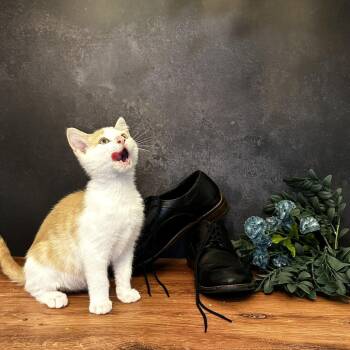Domestic Short Hair Cats Available for Adoption in South Riding, Virginia - Mary Jane