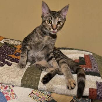 Razzy -  Domestic Short Hair Cat for Adoption in Roswell, Georgia - Razzy | PetCurious