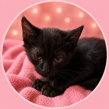 Bean -  Domestic Short Hair Cat for Adoption in Fresno, California - Bean | PetCurious