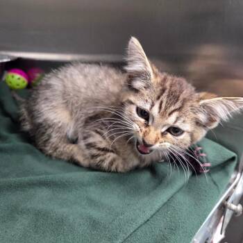 Toralie Stripe -  Domestic Short Hair Cat for Adoption in Parkersburg, West Virginia - Toralie Stripe | PetCurious