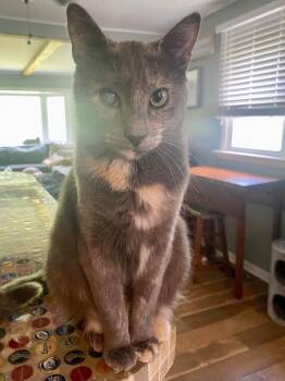 Rescue Domestic Short Hair Cats for Adoption in Mantua Township, New Jersey - Hazel | PetCurious