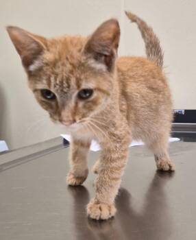Teddy -  Domestic Short Hair Cat for Adoption in Christiansburg, Virginia - Teddy | PetCurious