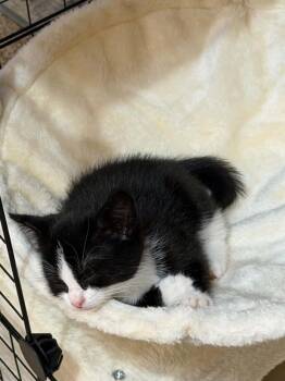 Luella -  Domestic Short Hair Cat for Adoption in Minneapolis, Minnesota - Luella | PetCurious