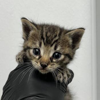 Domestic Short Hair Cats Available for Adoption in Abilene, Texas - Justin | PetCurious